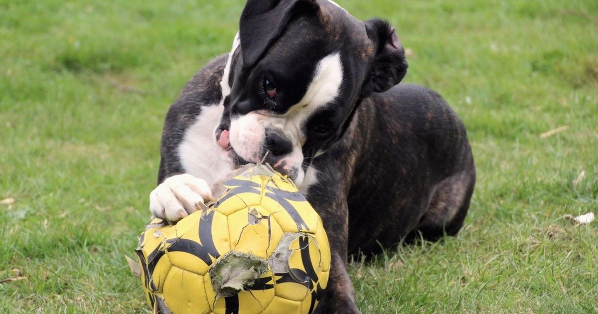 Un perro mordiendo una pelota de fútbol gastada sobre el césped